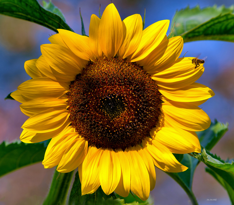 Sonnenblume